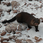 My mom and I found this guy on Presque Isle